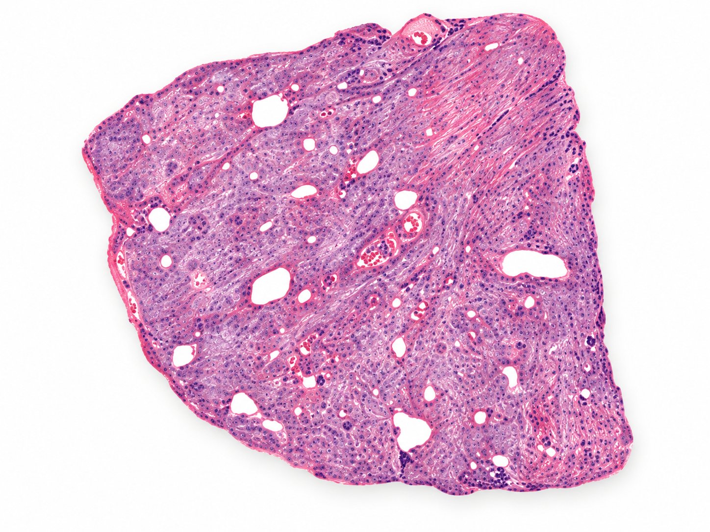 Digital image of fresh kidney tissue