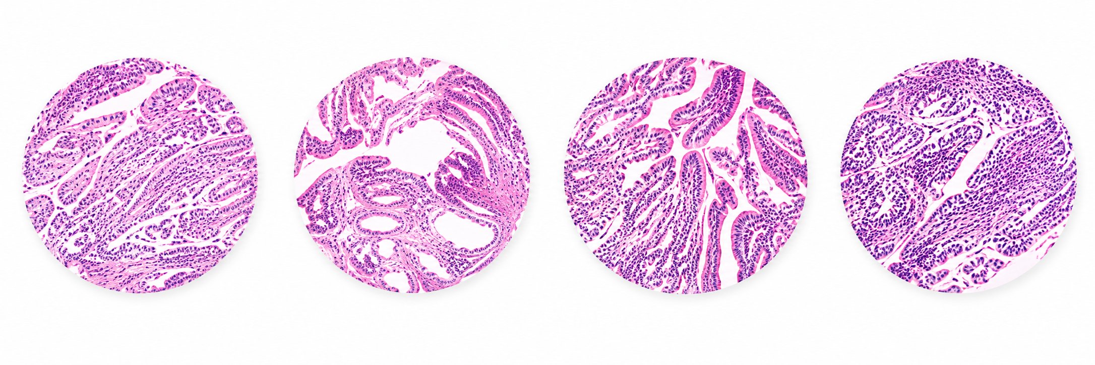 Digital images of diverse research tissue samples